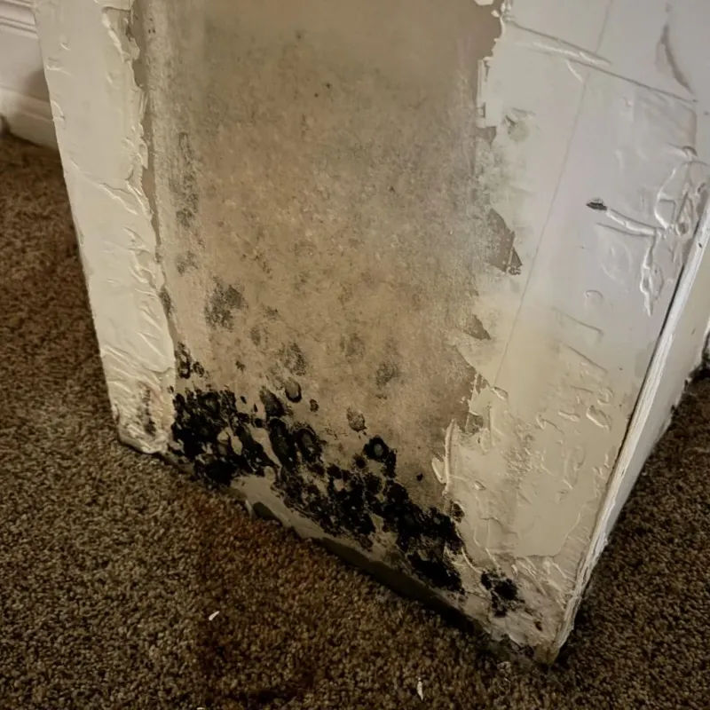 Professional Mold Removal in Sun City, AZ